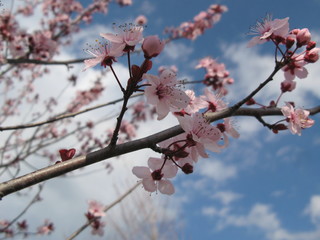 Blühende Äste Kirschbaum und Himmel mit Wolken