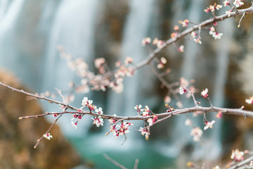 trees blooming in spring