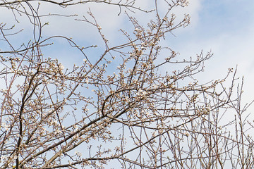 Early spring white blossoms on tree against blue sky
