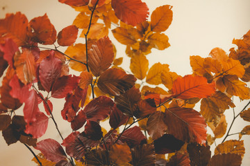 autumn foliage for the background. texture
