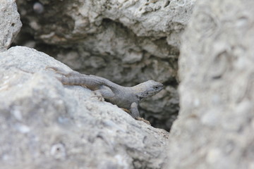 Rettile al sole, Florida