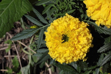 Yellow marigold growing in garden