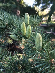 pine tree branch with cones