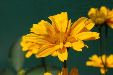 Growing heliopsis flowers in garden