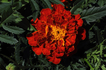 Bright orange marigold growing in garden