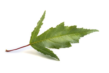 Fototapeta premium Amur maple (acer ginnala) leaf