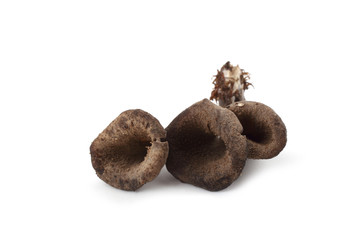 Craterellus cornucopioides (horn of plenty)