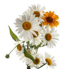 Fototapeta premium White and yellow chamomiles bouquet