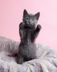 Little grey kitten standing on its back legs like it's ready for a boxing match.