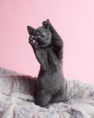 Grey kitten posing like a model standing on its back legs with front paws up in the air.
