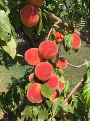 red peach on tree