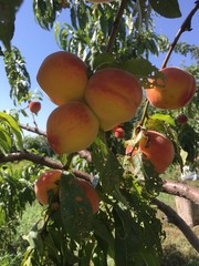 peach on the tree