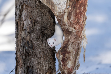Ermine