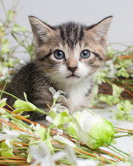Sweet little kitten sitting in a ring of Easter flowers of green and white.