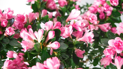 Obraz premium Japanese Azalea flowers on a blue background. houseplant. Selective focus.