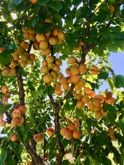 fruit on the tree