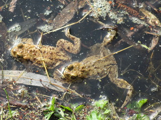 Frösche im Wasser