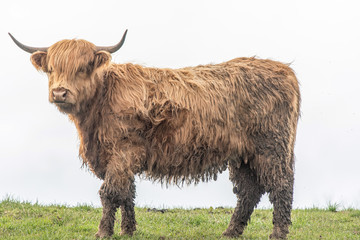 Highland Cow 