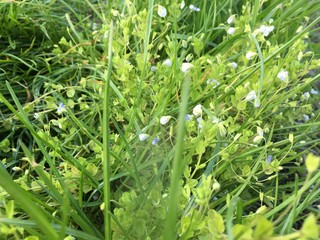 field of green grass