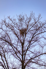 tree and sky