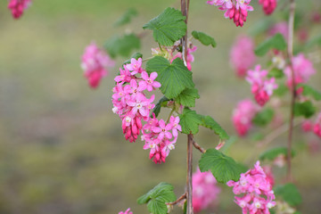 Currant flowering in the spring.