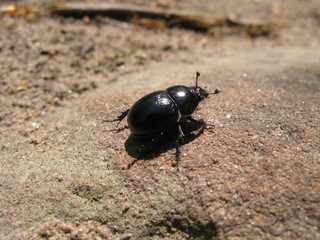 Schwarzer Käfer