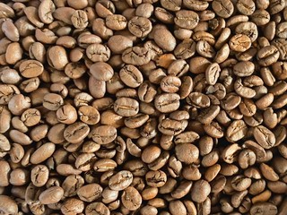 Coffee beans from coffee plantation in Costa Rica, Central America