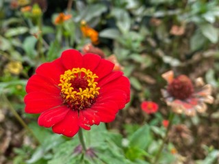Red elegant zinnia blooming in Costa Rica