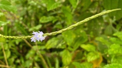 Beautiful light-blue snakeweed flowers in Sarapiqui Rainforest, Costa Rica