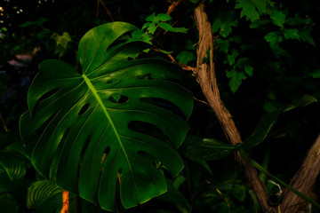 monstera leaves green background