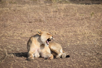 lion