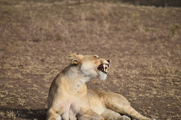 lion