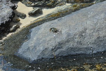 f noronha