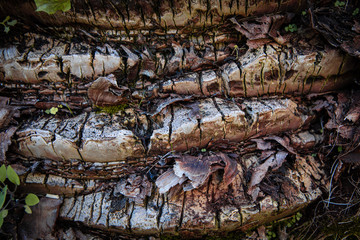 trunk texture of one old palm tree