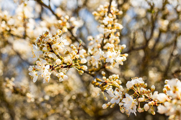 Wild white cherry blossom, selected focus