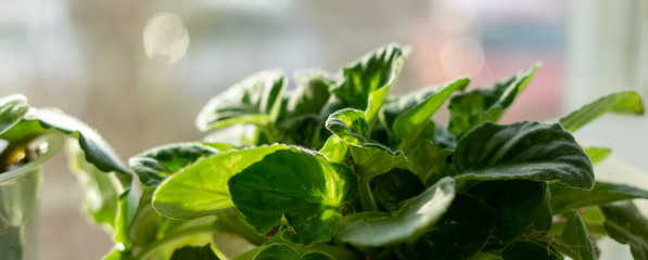 green plant in a pot