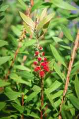 flowering branches of callistemon bushes