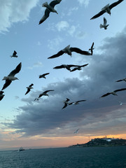 birds in flight