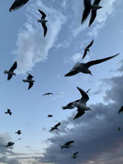 flock of seagulls