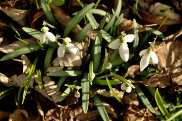 blooming snowdrops in spring in the forest