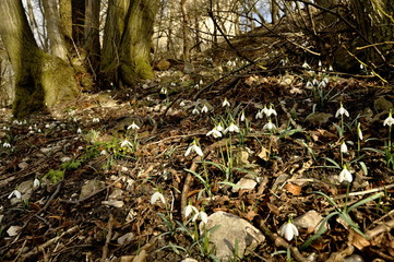 blooming snowdrops in spring in the forest