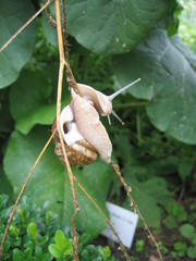 Weinbergschnecke am Stil
