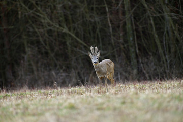 Roe deer with growing antlers walking  on the meadow in spring
