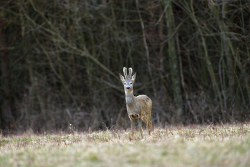 Roe deer with growing antlers in spring looks at horizon on meadow