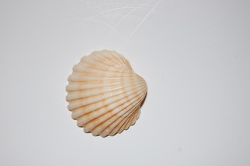 smooth clam on white background beige color