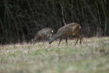 Roe deer with growing antlers walking  on the meadow in spring