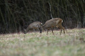 Roe deer with growing antlers with fresh grass in mouth on meadow