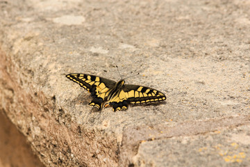 Schmetterling sitzend auf einer Steinmauer