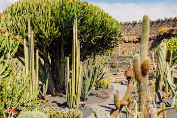 Cactus garden in Lanzarote, Canary Islands