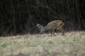 Roe deer with growing antlers comes out to the pasture at the edge of the forest